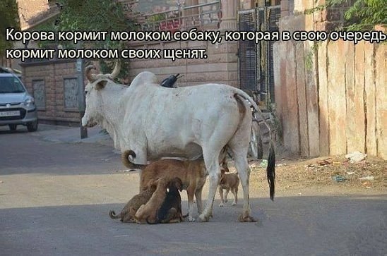 http://cs8.pikabu.ru/post_img/2016/01/30/0/1454102820162210154.jpg