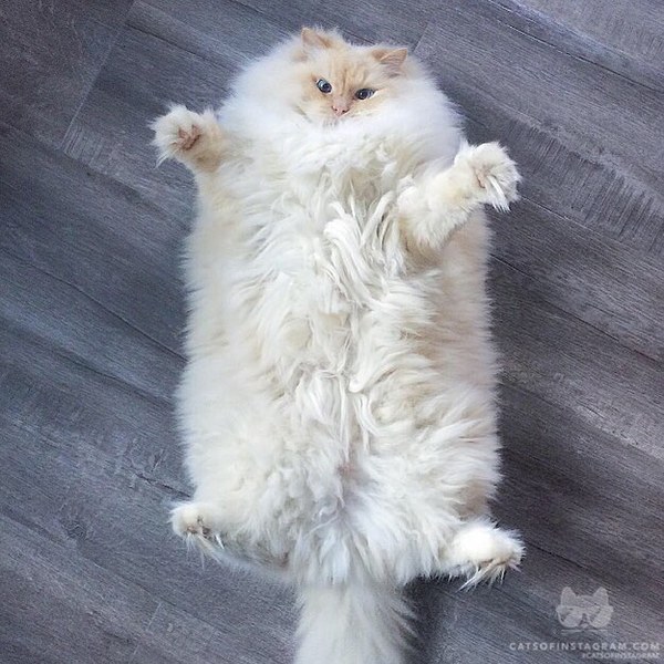 http://cs8.pikabu.ru/post_img/2016/02/02/10/145443209818010593.jpg