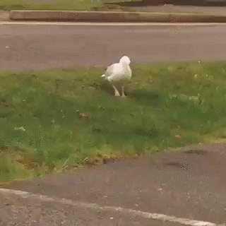 1454438948144396902.gif