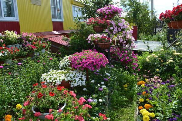 Чудеса в условиях крайнего севера моё, цветы, двор, длиннопост