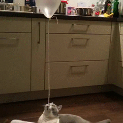 Картинки по запросу гифка кот и воздушный шарик