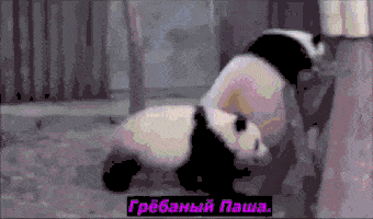 1455650302188765702.gif