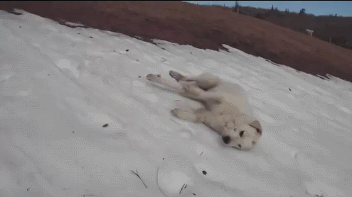 1458068063132228301.gif