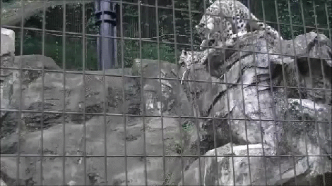 1461002307122067717.gif