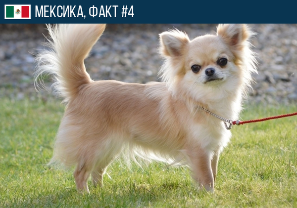 Поделки инструкция поэтапно Поделки инструкция поэтапно
