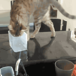 146177604811967941.gif
