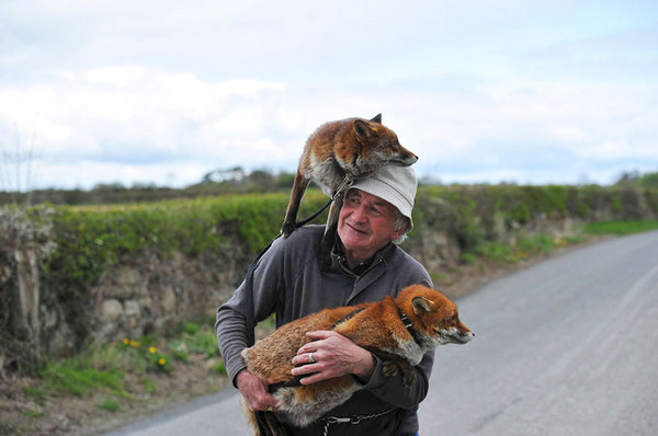 Пэтси Гиббонс и две его лисички Гранни и Минни =) лиса, спасение, Ирландия, длиннопост