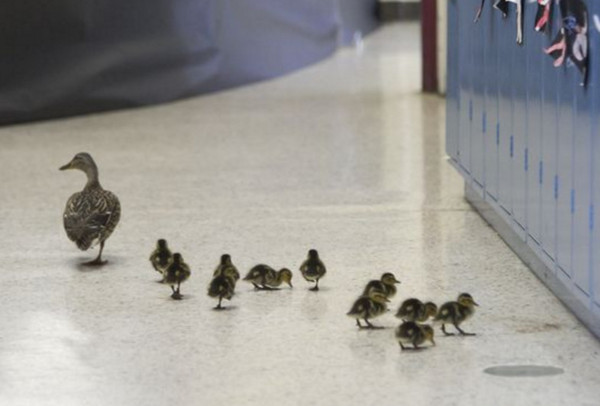 Американская начальная школа ежегодно приостанавливает работу ради «эвакуации» утки с утятами