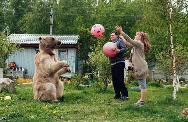 Медведь Степан и его необычная жизнь в русской семье медведь, медведь Степан, длиннопост