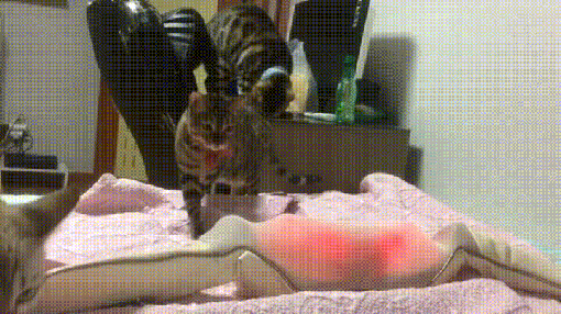 146645502416143405.gif