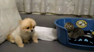 1467009899112458468.gif