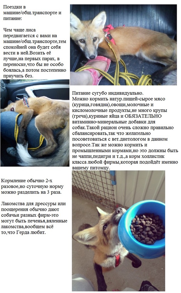 Обучения кунг фу в домашних условиях Обучения кунг фу в домашних условиях