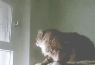 146882249711372191.gif