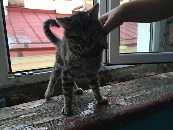 Подвижный кот Подвижный кот