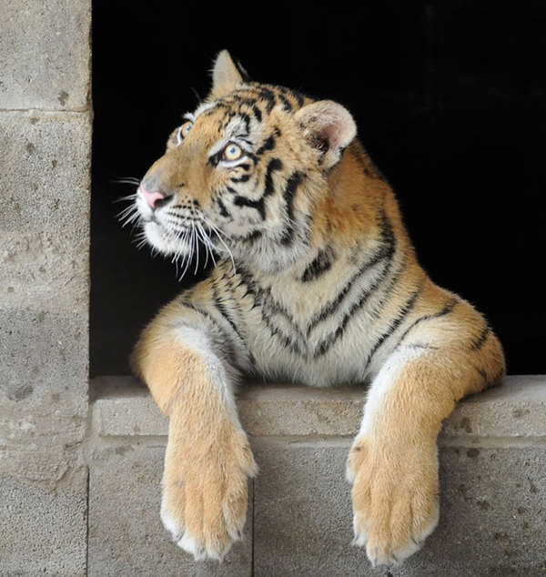 La increíble transformación de tigre rescatado de un circo dlinnopost, foto, tigre, rescate, rehabilitación