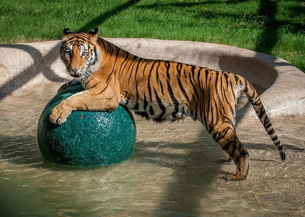 La increíble transformación de tigre rescatado de un circo dlinnopost, foto, tigre, rescate, rehabilitación