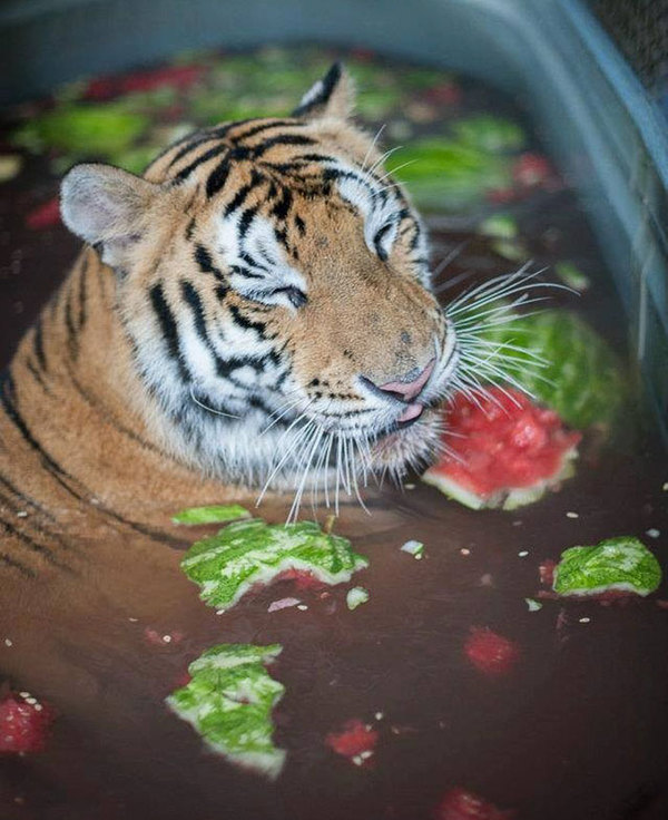 La increíble transformación de tigre rescatado de un circo dlinnopost, foto, tigre, rescate, rehabilitación