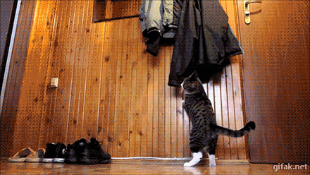 1473405146141774340.gif