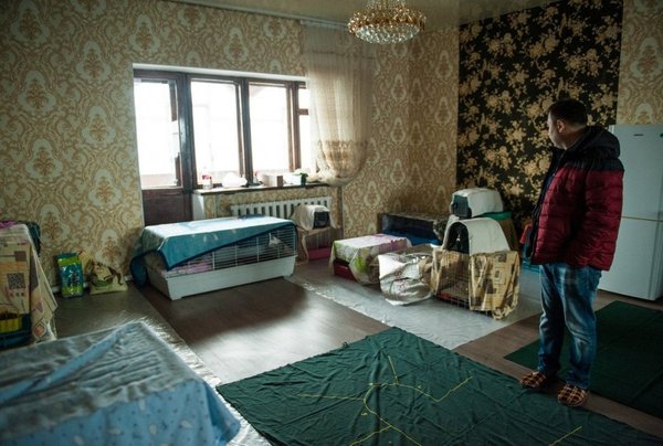 Жительница Астаны отдала особняк под приют для 280 животных Жительница Астаны отдала особняк под приют для 280 животных