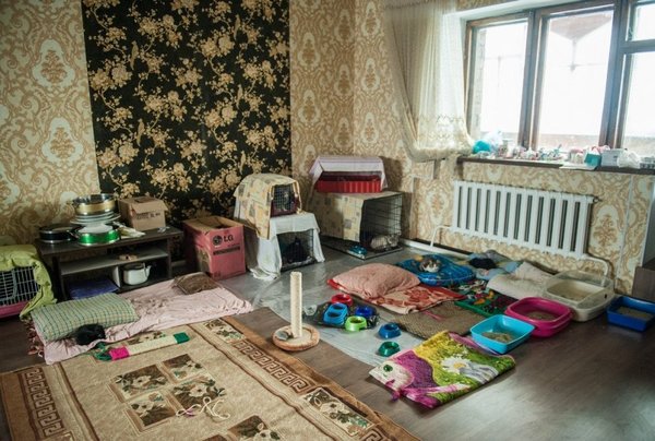 Жительница Астаны отдала особняк под приют для 280 животных Жительница Астаны отдала особняк под приют для 280 животных