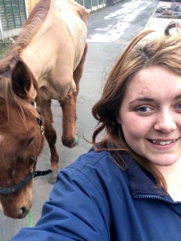 Жительницу Великобритании затравили в соцсетях за издевательства над лошадью новости, лошадь, свинья, живодеры, длиннопост