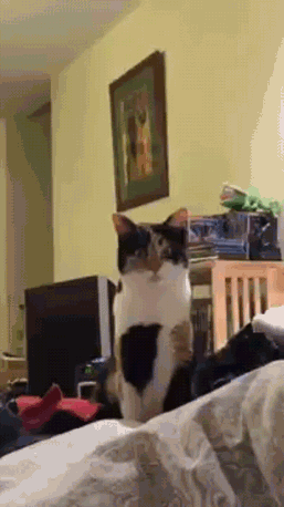 1482169842141063849.gif