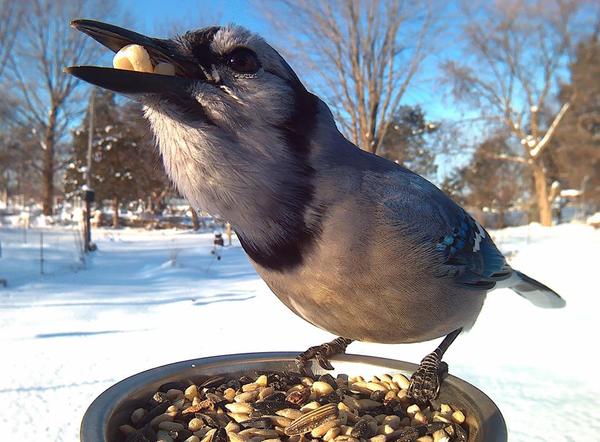 Поставил кормушку за окном и весь год фотографировал птиц, которые прилетали покушать длиннопост, фото, еда, птицы, кормушка
