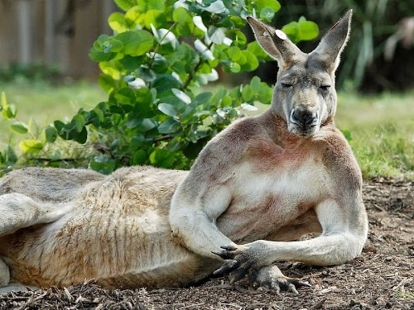 Bezdepozitni bonus forex kangaroo