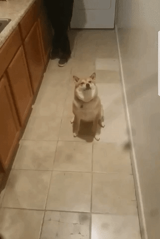 14843079931194994.gif