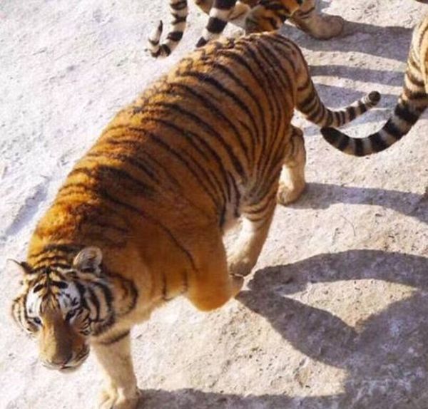 Лишний вес тигра