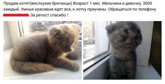 Почему нельзя вязать вислоухого на вислоухого Почему нельзя вязать вислоухого на вислоухого
