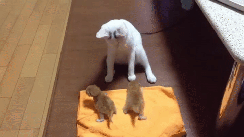 14944324821548256.gif