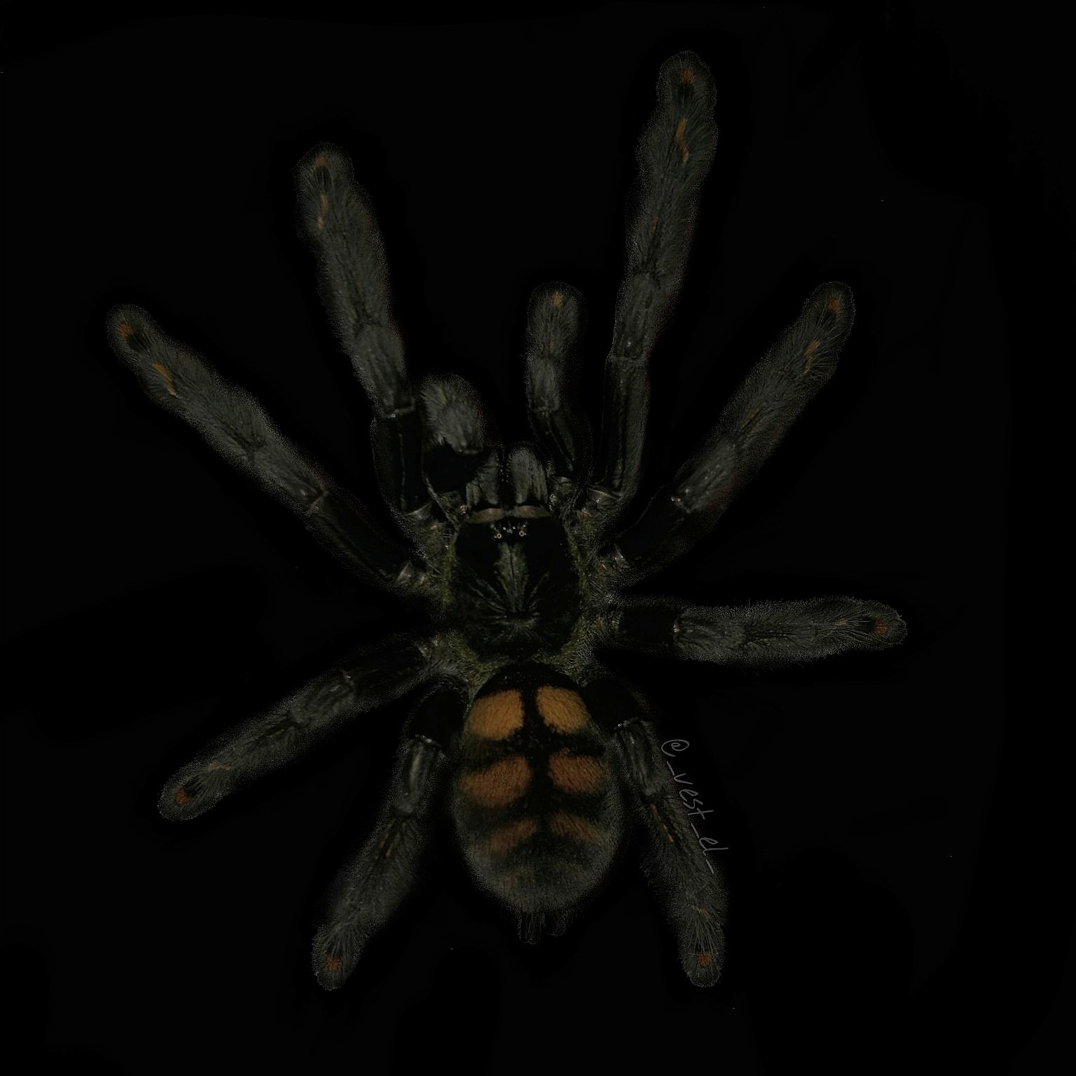 Psalmopoeus Irminia