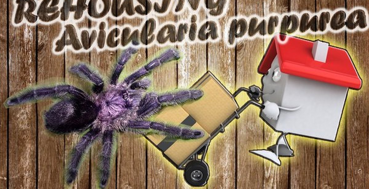Как дела паука 47
