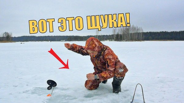 живец на жерлицу окунь живец на жерлицу окунь