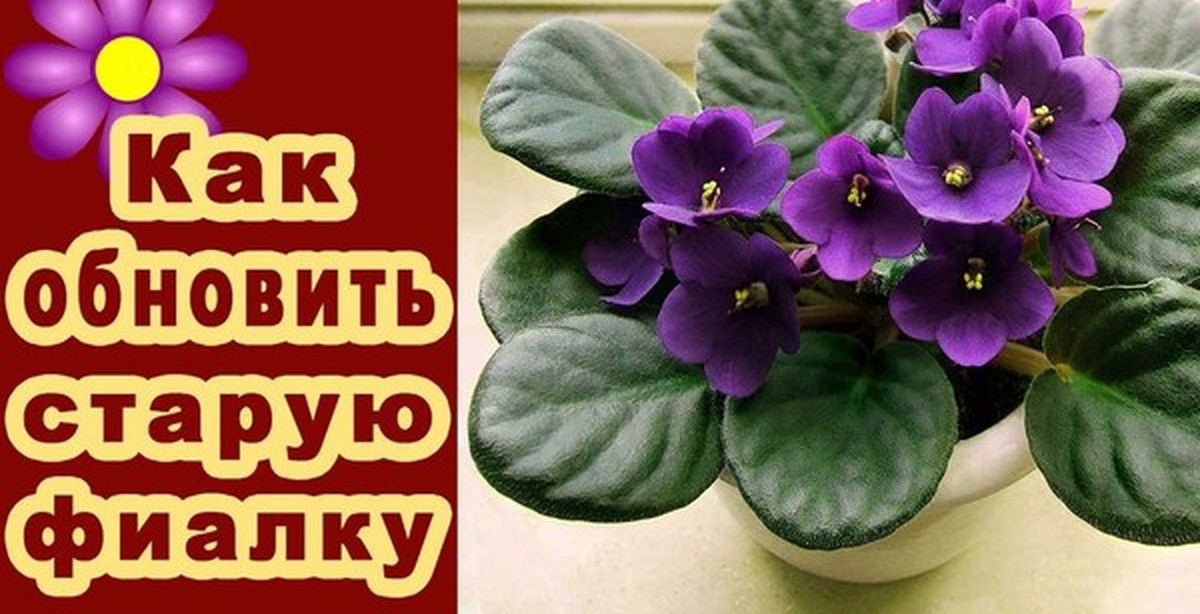 Вырваны ресницы! Отрастут? форум Вручение каравая на свадьбе - традиции встречать с караваем