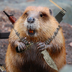 FunnyBeaver