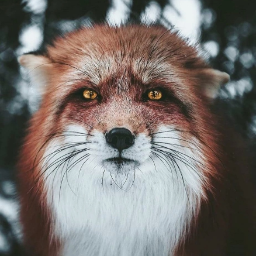 redcheshire