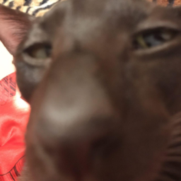 Ckrotky