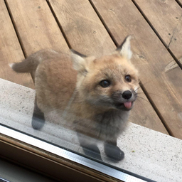 dumb.fox
