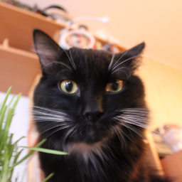 BitingCat