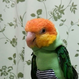 Skipso