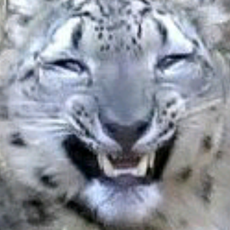 Pelegko