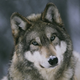 ������ ������������ GreyWulf