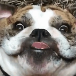 rahitoid