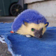 ������ ������������ Hedgehog05