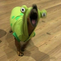 MissSolange
