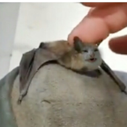 VoronaPitera
