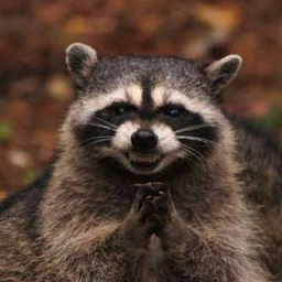 RacoonSan
