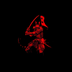Morfis